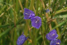 Campanula rhomboidalisBergklokje bestellen